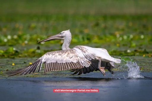 Start in Virpazar: Poseljani Waterfalls & Birdwatching — photo 9